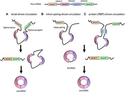 Circular RNAs in vascular diseases